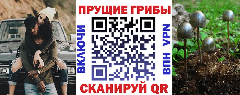 Купить закладки  Прохладный  Псилоцибиновые грибы GOLDEN TEACHER 